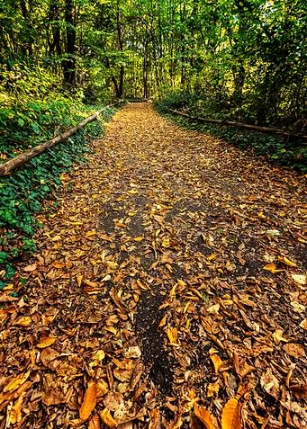 autumn path