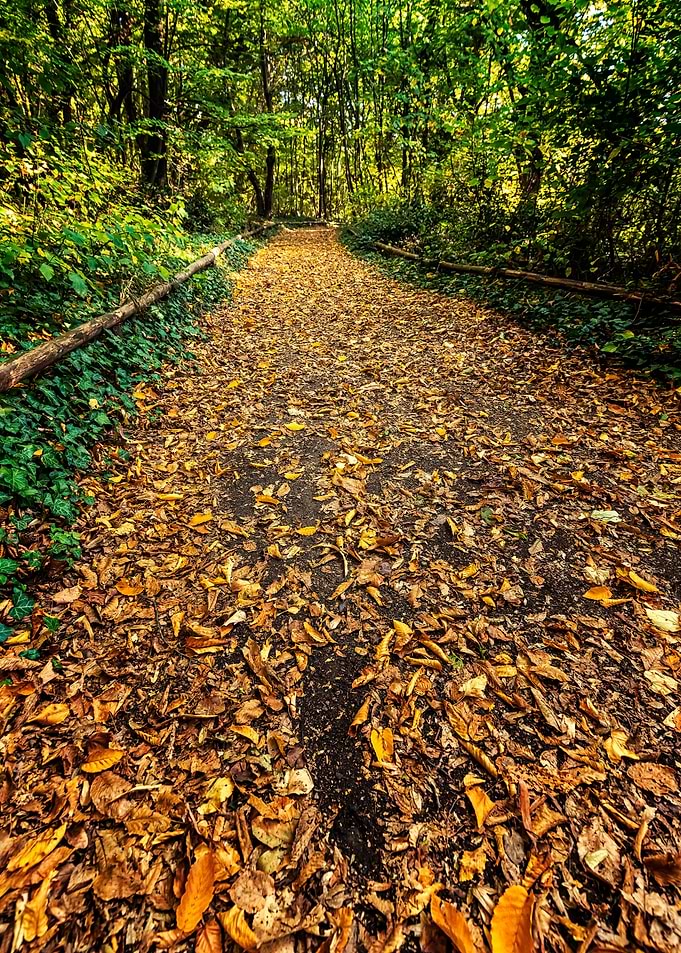 autumn path
