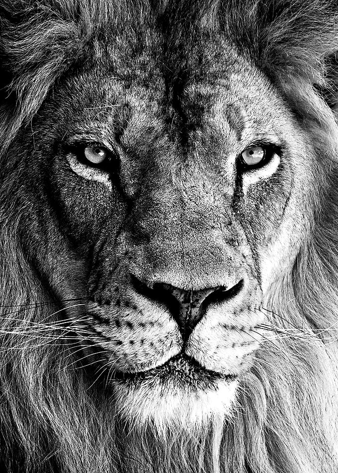 wild lion face poster