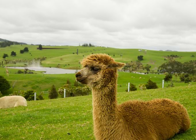 Alpaca Lama by nature