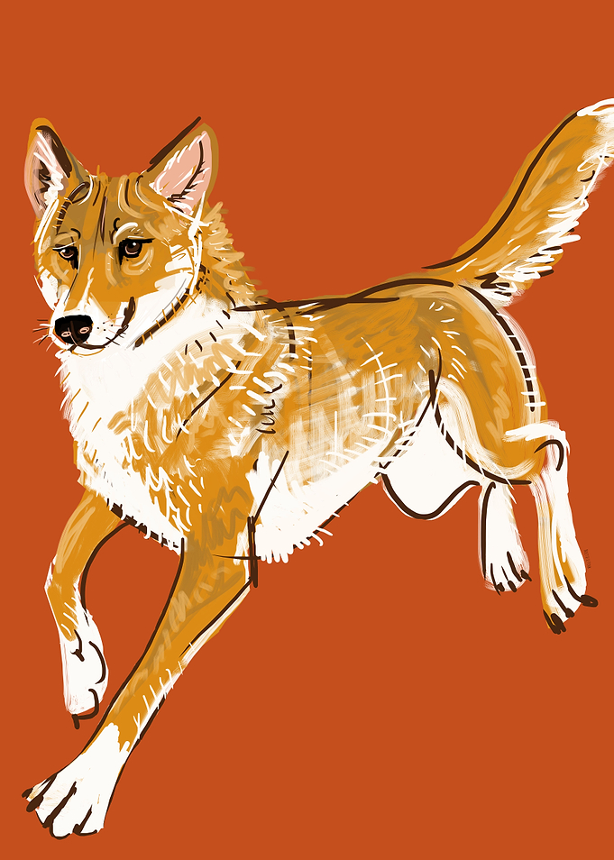 Ginger Alpine Dingo