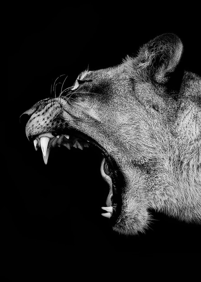 angry roar lion poster