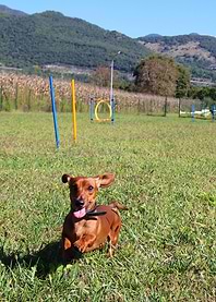 Jumping Dachshund