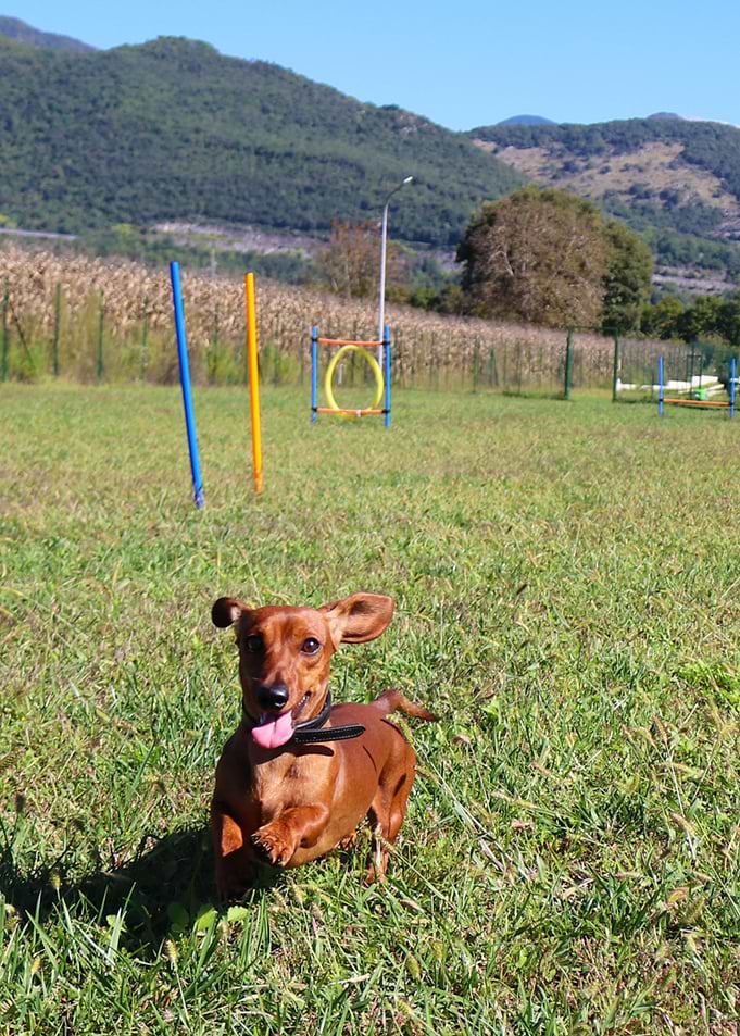Jumping Dachshund