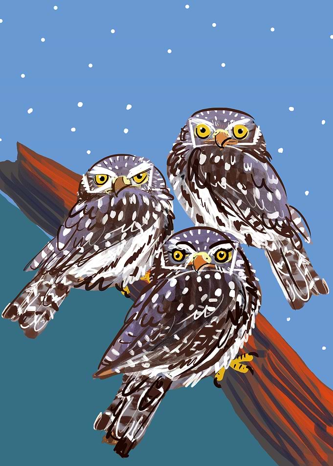 Northern Pygmy owl