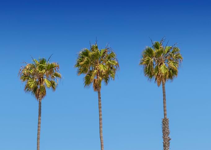 Lovely Palm Trees