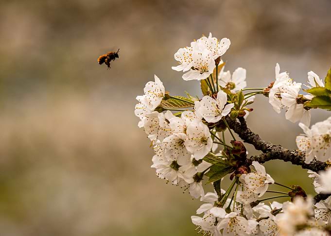 Bee at Flower