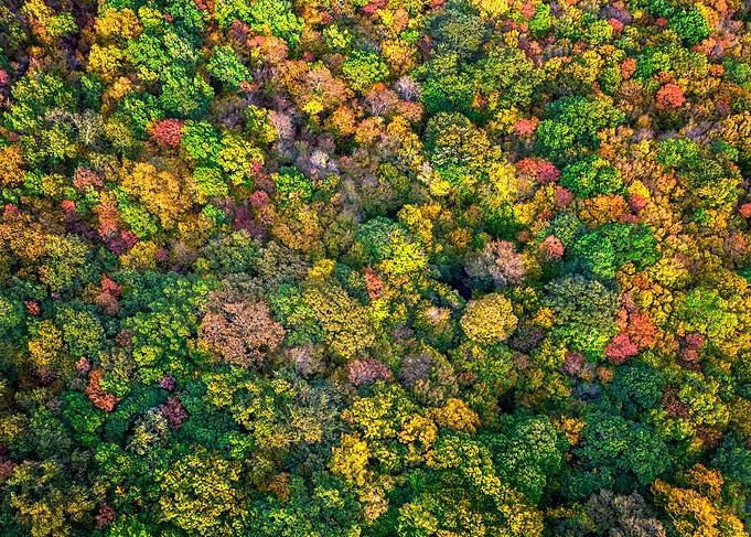 Autumn carpet
