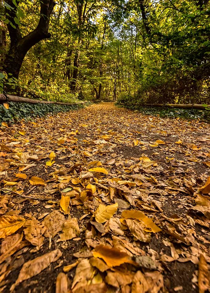 autumn leaves