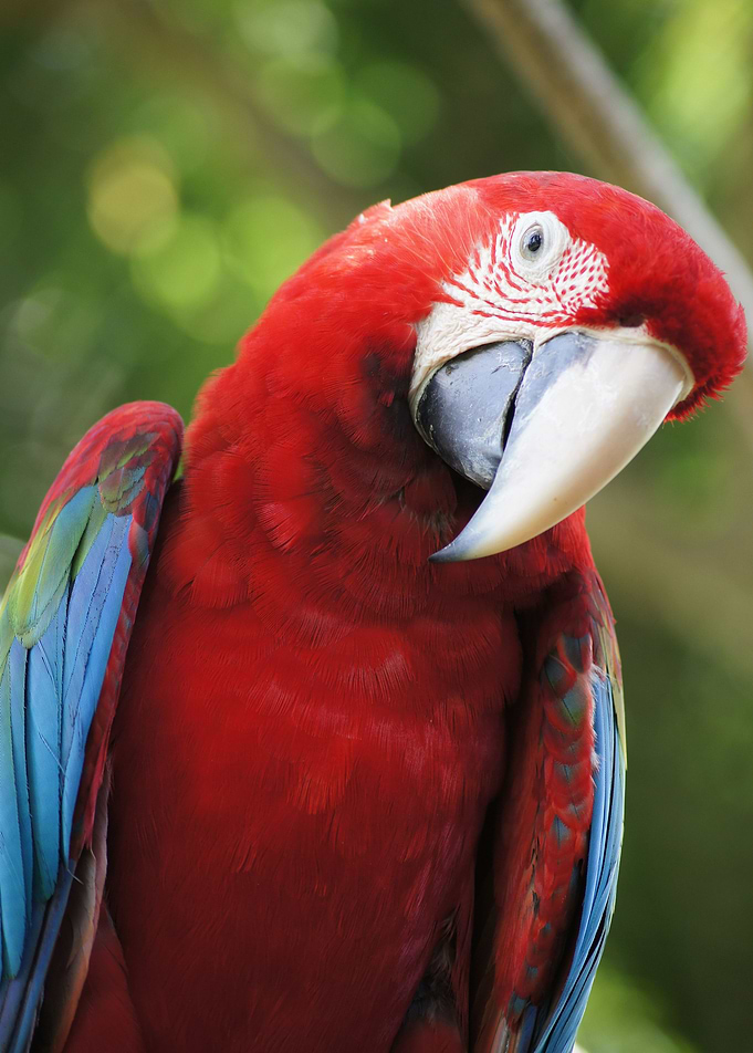 Red Parrot Bird Papagei