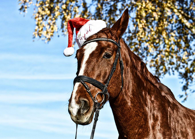 Christmas Horse With Hat