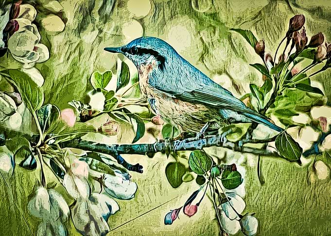 Sweet Little Birdy