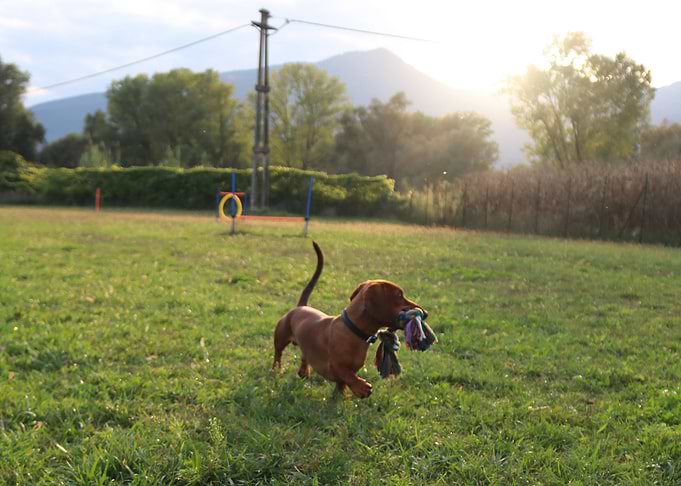 Dachshund