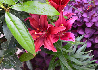 The flower dream