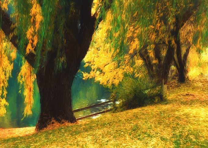 Pond Willows