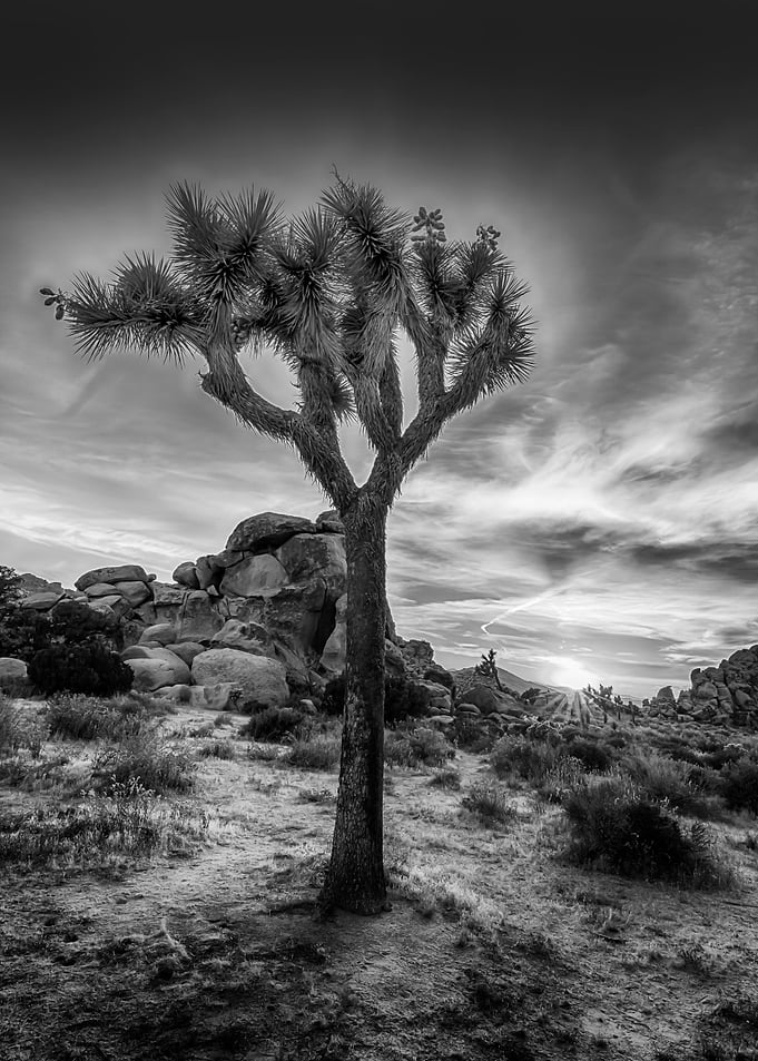 Joshua Tree Sunset