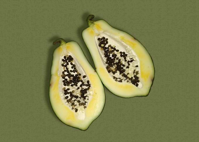 Papaya Green