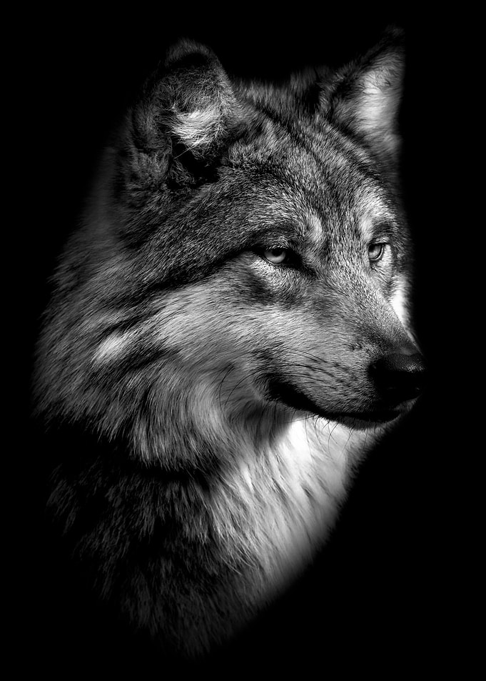 black wild wolf poster
