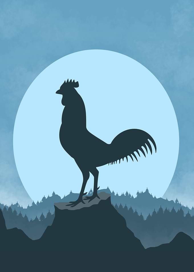 Rooster