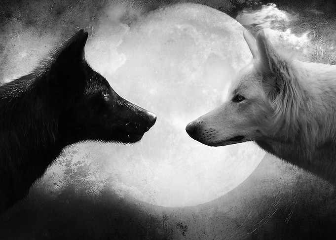 black wolf vs white wolf