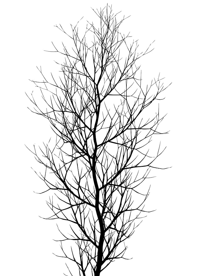 The Black Tree