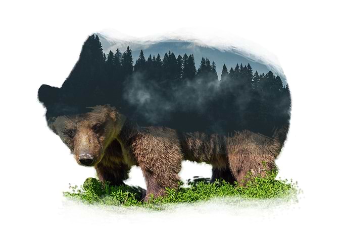 Nature Bear