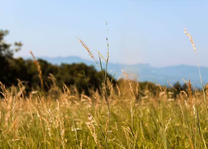 Orchard Grass