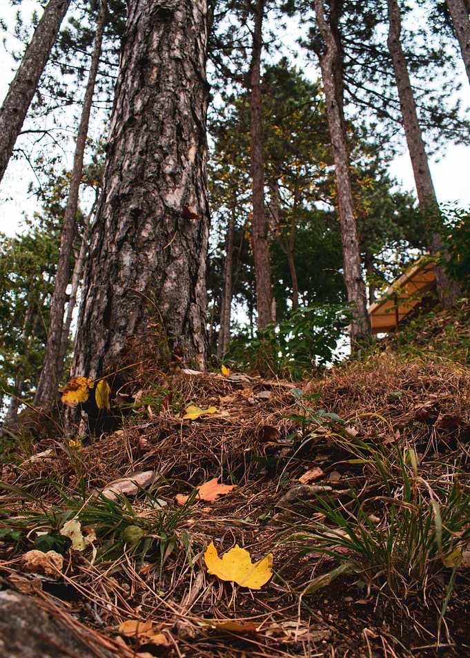 Autumn colors
