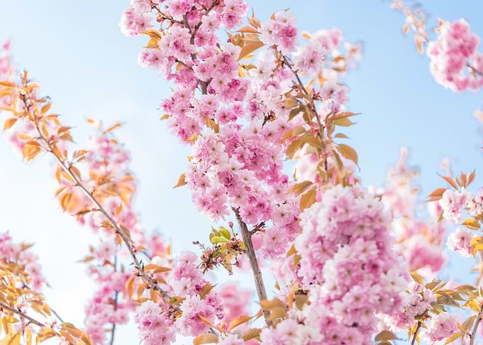 Cherry Tree