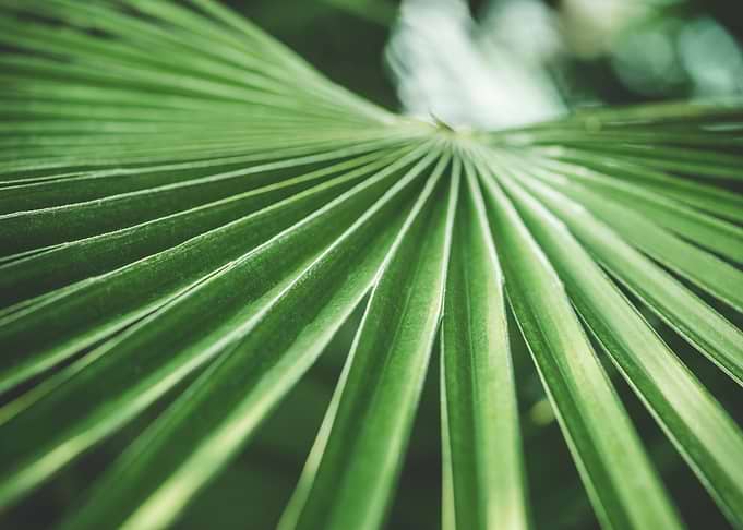 Tropical Plant