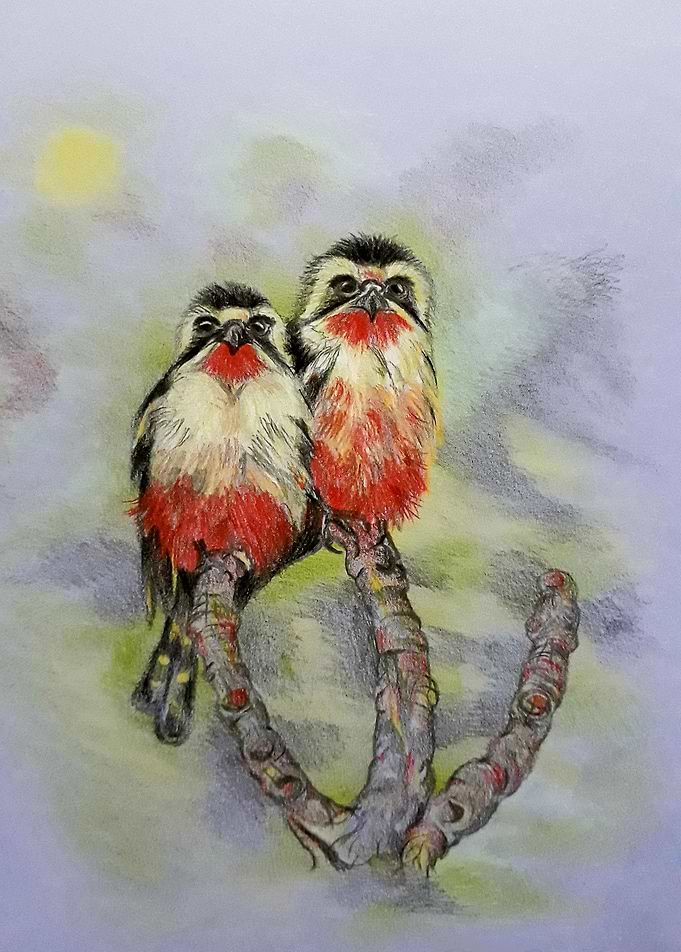 2 Collared falconets