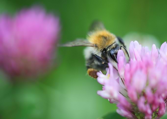 Bumblebee