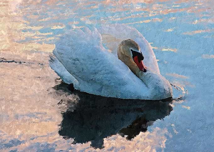 The Swan