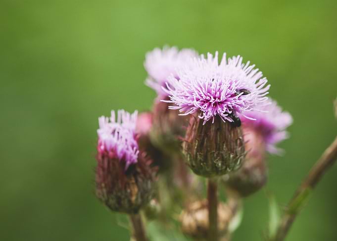 Thistle with Bugs