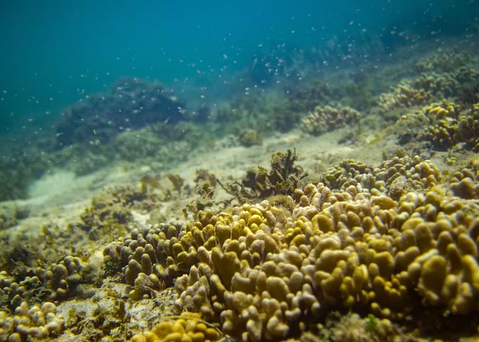Coral Reefs and Fishes