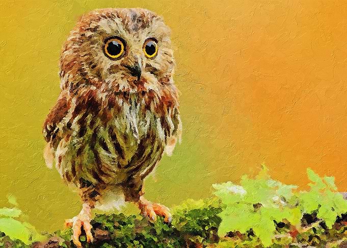 The Owl