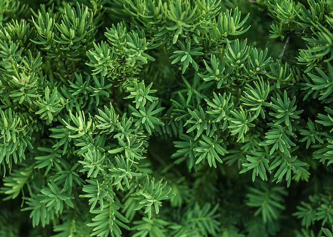 Bush