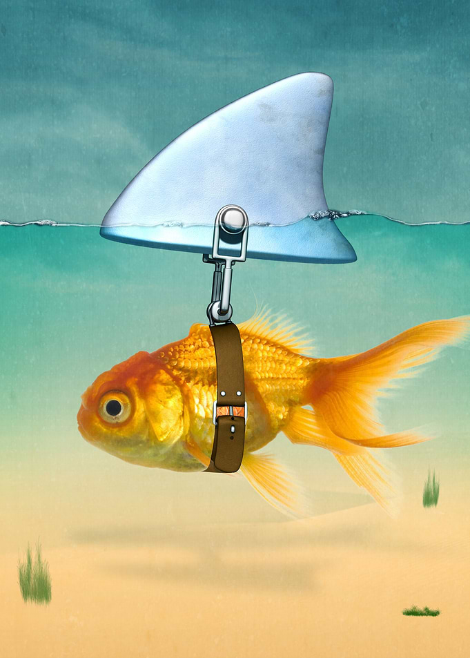 gold fish