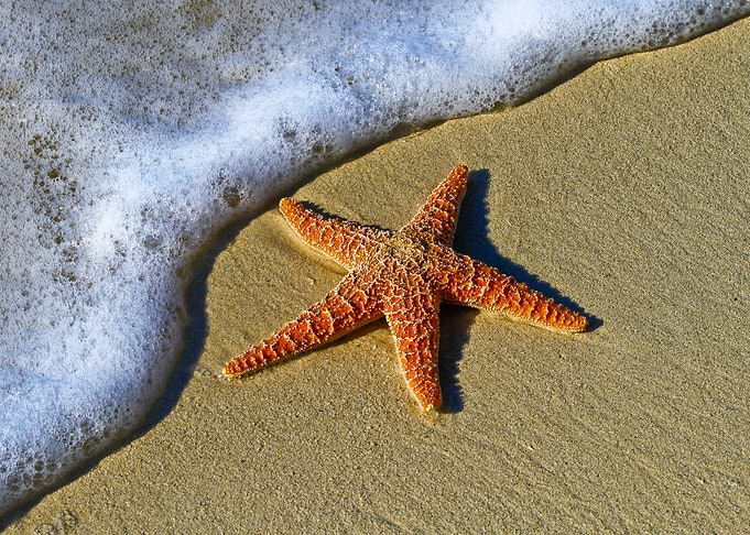 True Color Starfish