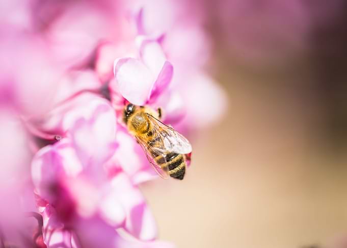 Bee at Work