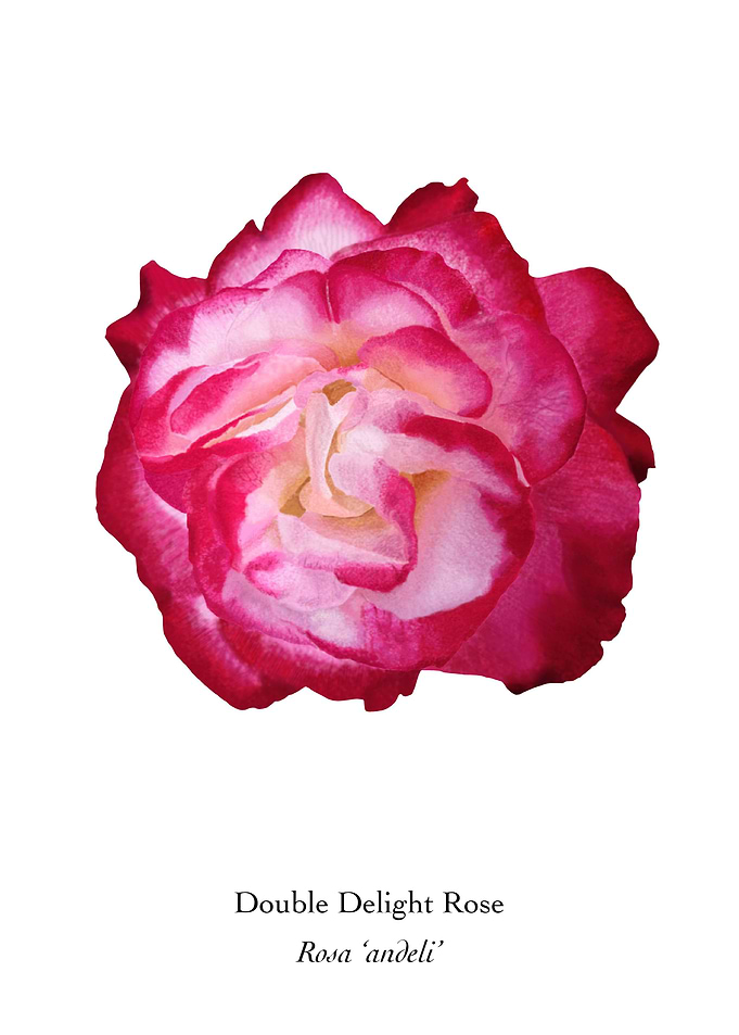 Double Delight Rose