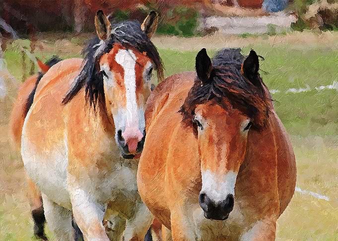 Horses