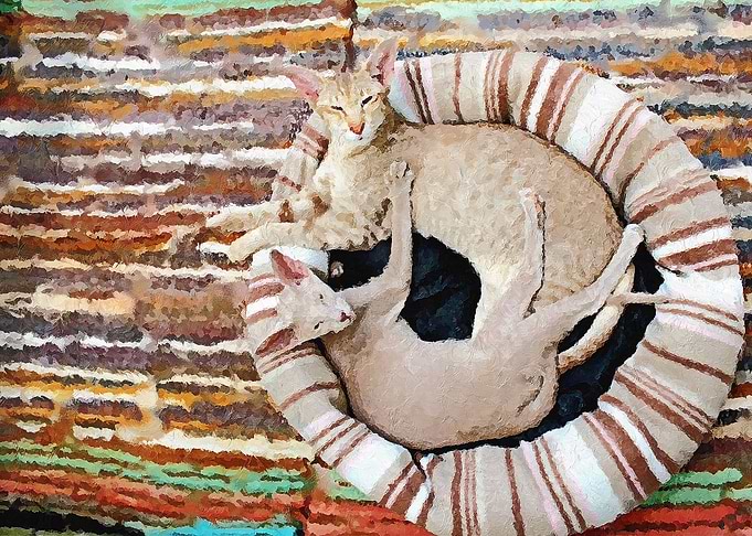 Cats