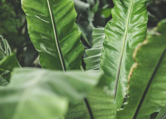 Tropical Plant Leaves