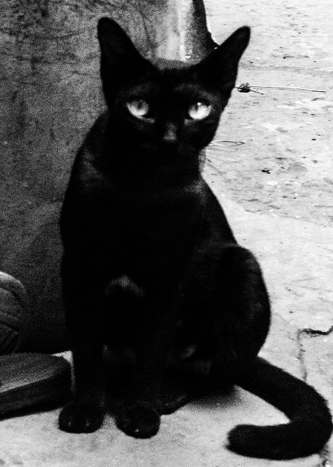 The Black Cat