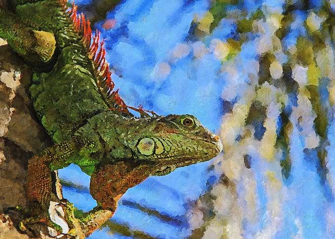 The Lizard