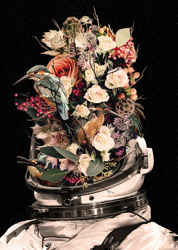 Bloom