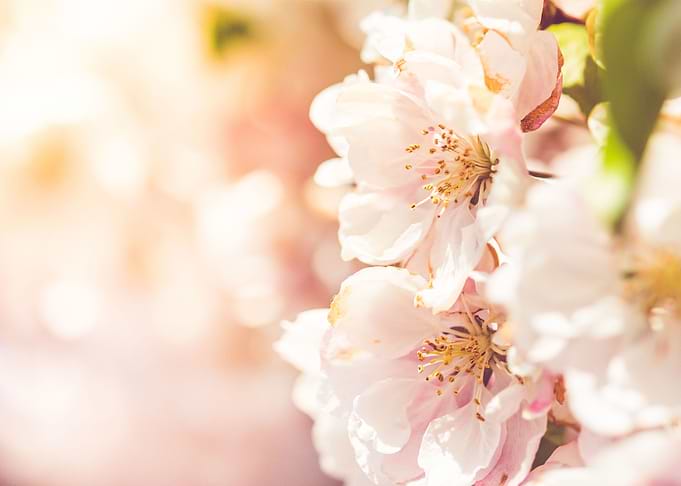 Spring Blooms