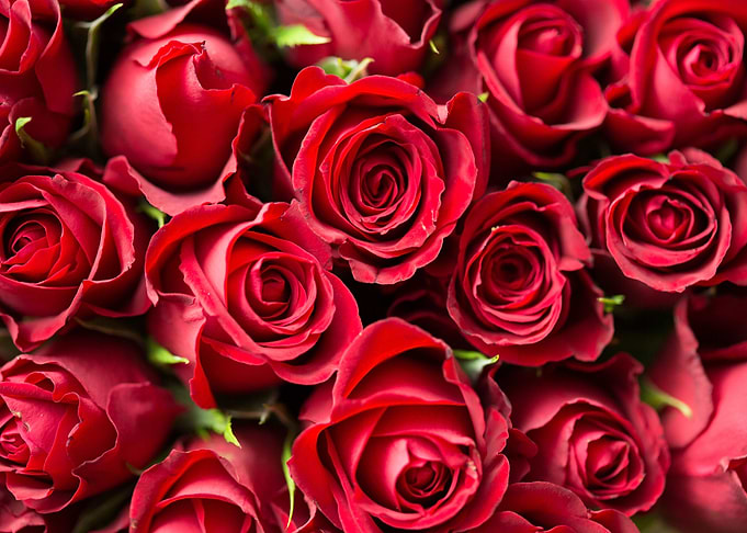 Red Roses
