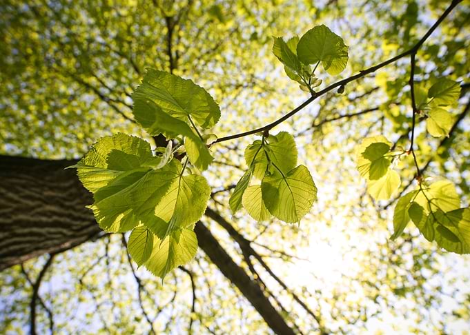 Tree Leaves